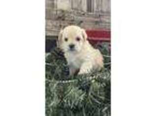 Poovanese Puppy for sale in Shipshewana, IN, USA