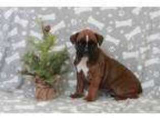 Boxer Puppy for sale in Princess Anne, MD, USA