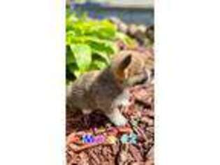Pembroke Welsh Corgi Puppy for sale in Downing, MO, USA