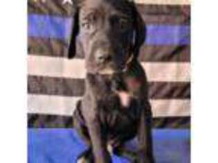 German Shorthaired Pointer Puppy for sale in Banning, CA, USA