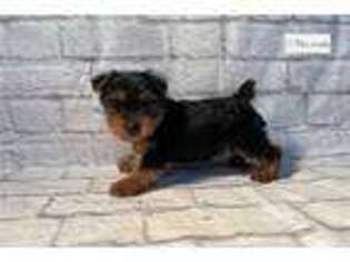 Yorkshire Terrier Puppy for sale in Oklahoma City, OK, USA