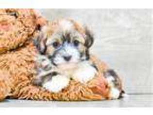 Havanese Puppy for sale in Pittsburgh, PA, USA