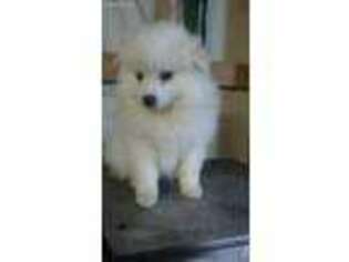 American Eskimo Dog Puppy for sale in South Bend, IN, USA