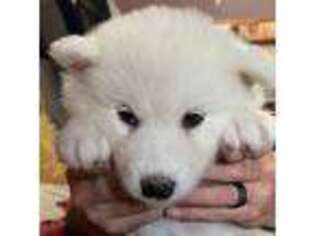 Alaskan Malamute Puppy for sale in Pueblo, CO, USA