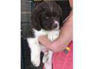 Newfoundland Puppy for sale in Deming, NM, USA