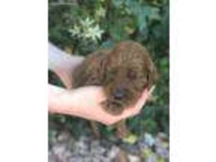 Mutt Puppy for sale in Cedar City, UT, USA