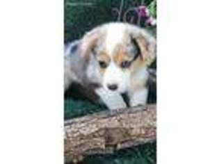Pembroke Welsh Corgi Puppy for sale in Brownfield, TX, USA