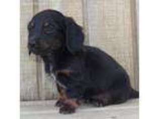Dachshund Puppy for sale in Wewoka, OK, USA