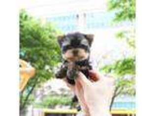 Yorkshire Terrier Puppy for sale in Baldwin Park, CA, USA