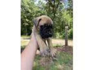 Mastiff Puppy for sale in Raeford, NC, USA