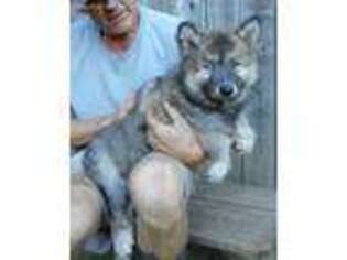 Native American Indian Dog Puppy for sale in Lowell, MI, USA