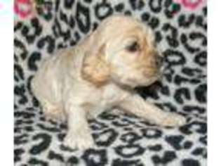 Cocker Spaniel Puppy for sale in Vevay, IN, USA