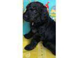 Goldendoodle Puppy for sale in Tell City, IN, USA