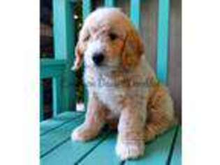 Goldendoodle Puppy for sale in Saint George, UT, USA