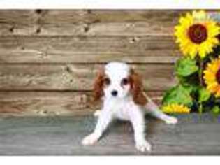 Cavalier King Charles Spaniel Puppy for sale in Saint George, UT, USA