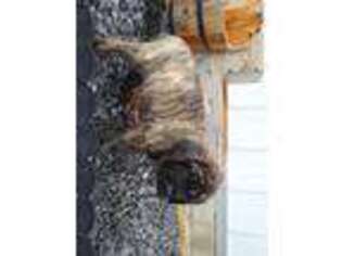 Mastiff Puppy for sale in Jasonville, IN, USA