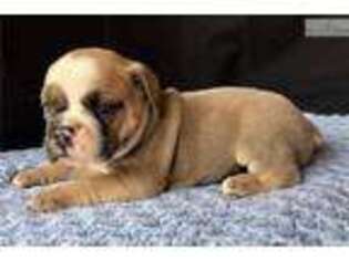 Olde English Bulldogge Puppy for sale in Decatur, AL, USA
