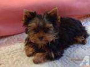 Yorkshire Terrier Puppy for sale in ERIE, PA, USA