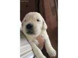 Golden Retriever Puppy for sale in Lake City, PA, USA
