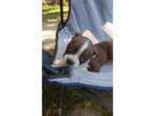 Boston Terrier Puppy for sale in Niangua, MO, USA