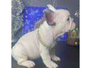French Bulldog Puppy for sale in Hollister, CA, USA