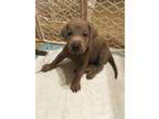 Labrador Retriever Puppy for sale in Ellsworth, KS, USA