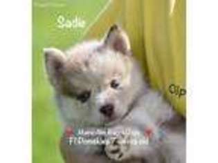 Siberian Husky Puppy for sale in Allerton, IA, USA