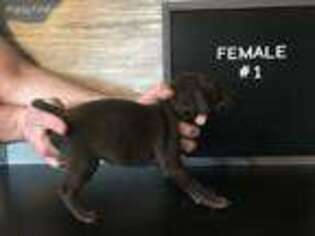 German Shorthaired Pointer Puppy for sale in Rushford, MN, USA