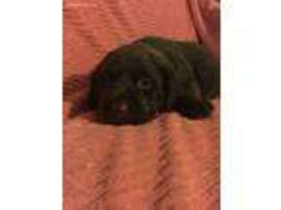 Labrador Retriever Puppy for sale in Saluda, SC, USA