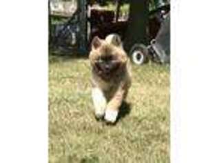 Akita Puppy for sale in Niles, MI, USA