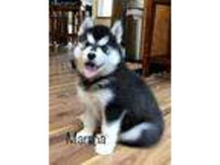 Siberian Husky Puppy for sale in Rio Dell, CA, USA