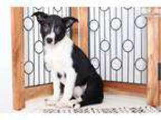 Border Collie Puppy for sale in Fort Myers, FL, USA