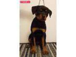 Rottweiler Puppy for sale in Athol, ID, USA
