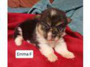 Pembroke Welsh Corgi Puppy for sale in Headland, AL, USA