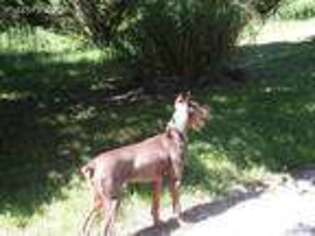 Doberman Pinscher Puppy for sale in Crossville, TN, USA