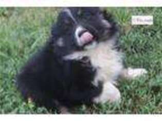 Miniature Australian Shepherd Puppy for sale in Fayetteville, AR, USA