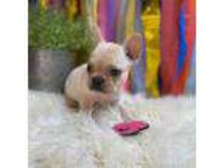 Boston Terrier Puppy for sale in Broxton, GA, USA