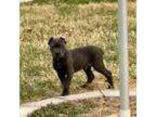 Cane Corso Puppy for sale in Lebanon, MO, USA