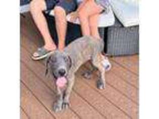 Great Dane Puppy for sale in Litchfield, NH, USA