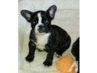 French Bulldog Puppy for sale in HOLLEY, NY, USA