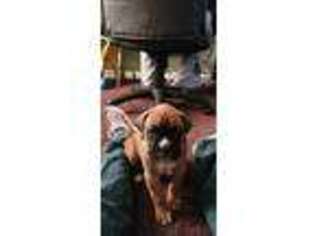Boxer Puppy for sale in Newark, DE, USA