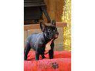 French Bulldog Puppy for sale in Cheney, WA, USA