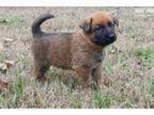 German Shepherd Dog Puppy for sale in Memphis, TN, USA