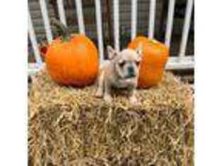 French Bulldog Puppy for sale in Winston Salem, NC, USA