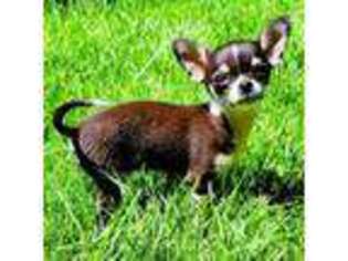 Chihuahua Puppy for sale in Boise, ID, USA