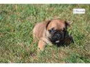 French Bulldog Puppy for sale in Kirksville, MO, USA