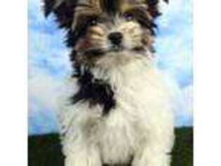 Biewer Terrier Puppy for sale in North Canton, OH, USA