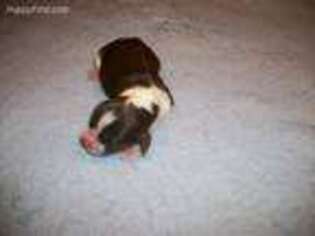 English Springer Spaniel Puppy for sale in Frewsburg, NY, USA