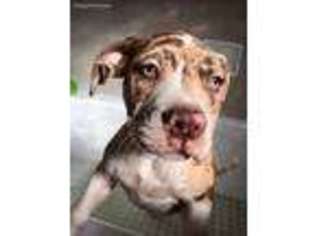 Alapaha Blue Blood Bulldog Puppy for sale in Bessemer, AL, USA