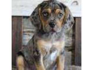 Puggle Puppy for sale in West Plains, MO, USA